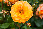 Rosa 'Westzeit'®