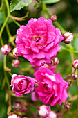 Climbing rose, pink