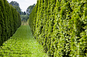 Thuja occidentalis 'Emerald'