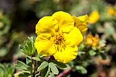 Potentilla fruticosa 'Gold carpet