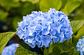 Hydrangea macrophylla