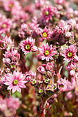 Sempervivum arachnoideum