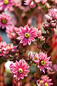 Sempervivum arachnoideum