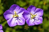 Campanula carpatica