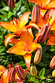 Lilium, orange