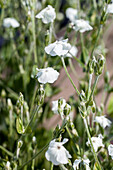 Lychnis coronaria, weiß