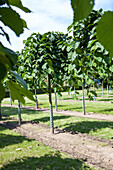 Morus alba 'Pendula'