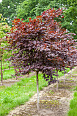 Acer palmatum 'Bloodgood', Stamm