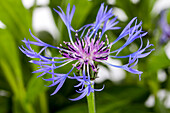 Centaurea montana 'Grandiflora'