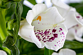 Digitalis purpurea, white