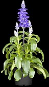 Salvia farinacea, blau
