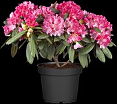 Rhododendron yakushimanum 'Anuschka'