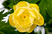 Trollius x cultorum 'Alabaster'