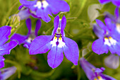 Lobelia erinus 'Summer Love'