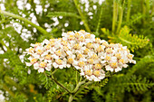 Achillea millefolium, white