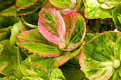 Hydrangea macrophylla 'Magical Greenfire'®