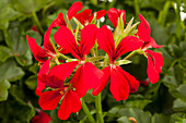 Pelargonium peltatum