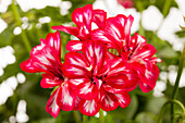 Pelargonium peltatum