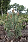 Pinus sylvestris 'Watereri'