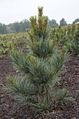 Pinus parviflora