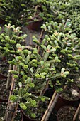 Abies koreana 'Oberon'