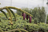 Picea abies 'Acrocona'