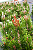 Pinus heldreichii 'Little Dracula'