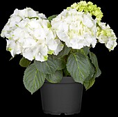 Hydrangea macrophylla 'Snowball'(s)