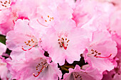 Rhododendron yakushimanum 'Frühlingsanfang' ('Beginning of spring')