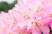 Rhododendron yakushimanum 'Frühlingsanfang' (Beginning of spring)
