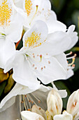 Rhododendron 'Album Novum'
