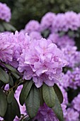 Rhododendron hybride 'Catawbiense Boursault I'