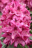 Rhododendron hybrid 'Hachmanns Feuerschein -R- III'.