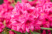 Rhododendron 'Hachmann´s Feuerschein'®