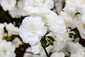 Rhododendron obtusum 'Snow Pearl'®