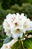 Rhododendron 'Wroclaw