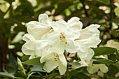 Rhododendron 'Graf Lennart