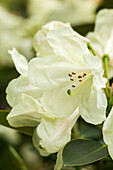 Rhododendron 'Graf Lennart