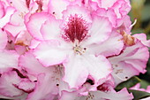 Rhododendron hybride 'Diadem III'