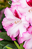 Rhododendron Diadem