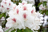 Rhododendron 'Schneebukett'