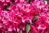 Rhododendron 'Erato'(s)