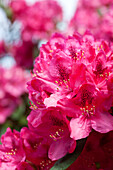 Rhododendron 'Erato'(s)