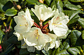 Rhododendron hybride 