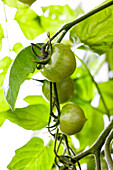 Solanum lycopersicum var. cerasiforme
