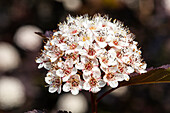 Physocarpus opulifolius 'Summer Wine'®