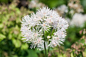 Thalictrum aquilegifolium Album