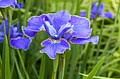 Iris sibirica 'Silver edge