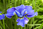 Iris sibirica 'Silver Edge' Iris sibirica