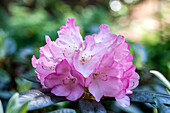 Rhododendron smirnowii 'Silver Arrow' (German)